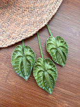 Load image into Gallery viewer, Pua
